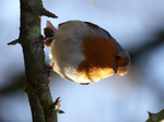 FZ035295 Robin on tree branch.jpg